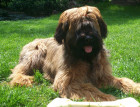 Young Briard