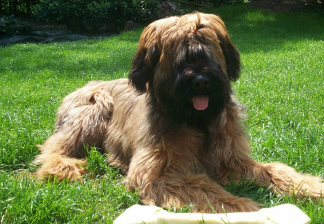Young Briard
