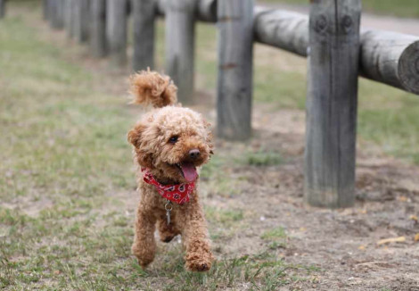 Toy Poodle Running