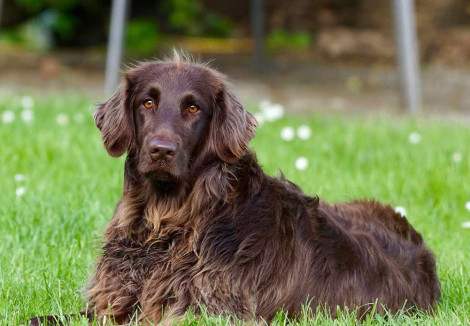 Adult German Longhaired Pointer