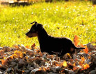 English Toy Terrier Puppy