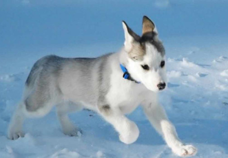 Canadian Eskimo Dog Puppy