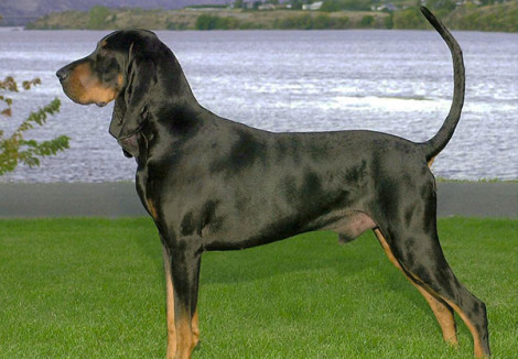 Coonhound