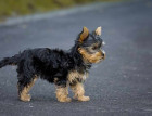 Young  Yorkshire Terrier