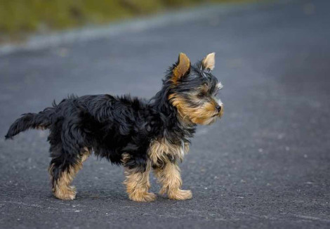 Young  Yorkshire Terrier