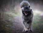 Caucasian Shepherd Dog Running