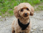 Miniature Poodle Dog