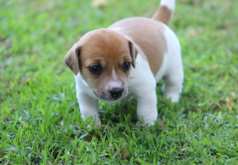 Jack Russell Puppy
