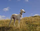 Adult Greyhound