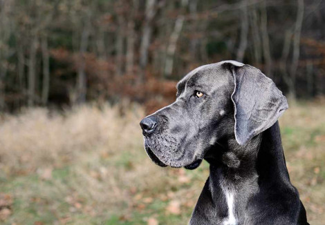 Great Danes Face