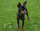 Adult English Toy Terrier