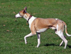 Whippets body