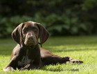 Adult German Shorthaired Pointer