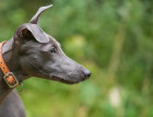 Whippets Face