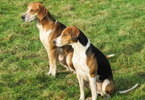Two Foxhounds