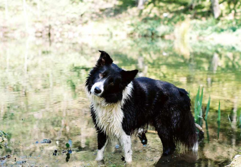 Welsh Collie In Water