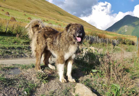 Adult Caucasian Shepherd Dog