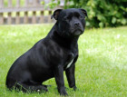 Black Staffordshire Bull Terrier
