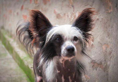 Adult Chinese Crested
