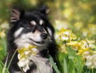 Finnish Lapphunds Face