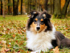 Young Rough Collie