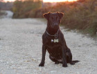 Young Patterdale Terrier
