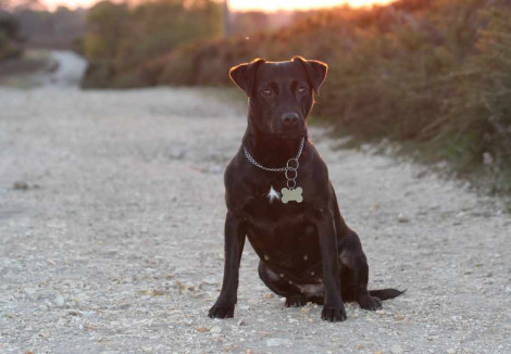 Young Patterdale Terrier