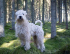 Adult Soft Coated Wheaten Terrier