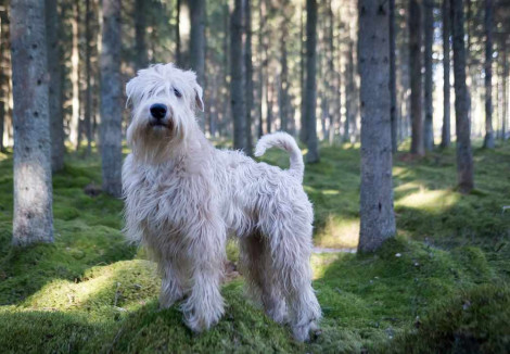 Adult Soft Coated Wheaten Terrier