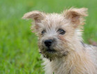Norwich Terrier Puppy