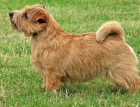 Senior Norfolk Terrier