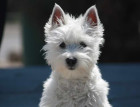 West Highland Terrier Puppy