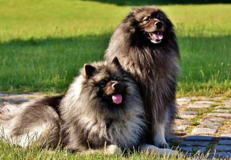 Two Keeshond Dogs