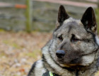 Norwegian Elkhounds Face