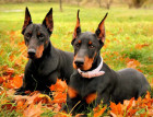 Two Dobermann Dogs