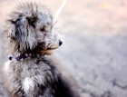 Bedlington Terrier puppy