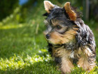  Yorkshire Terrier Puppy