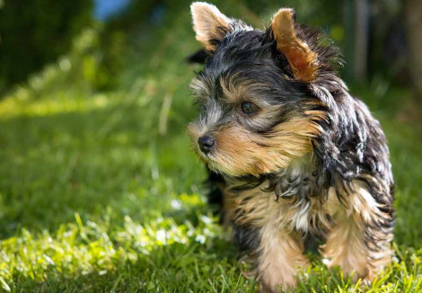 Yorkshire Terrier Puppy
