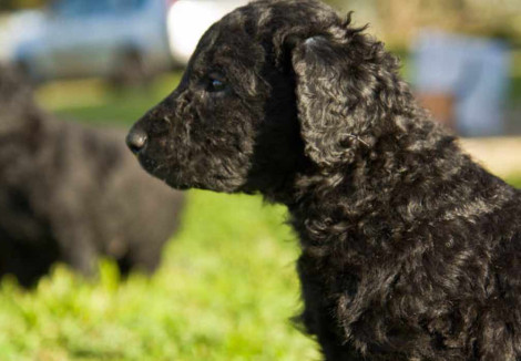 Curly Coated Retriever Puppy