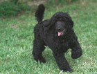 Black Poodle