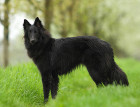 Belgian Shepherd | Dog Breeds Facts, Advice & Pictures | Mypetzilla UK