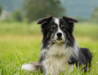 Young Border Collie