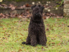 Adult Kerry Blue Terrier