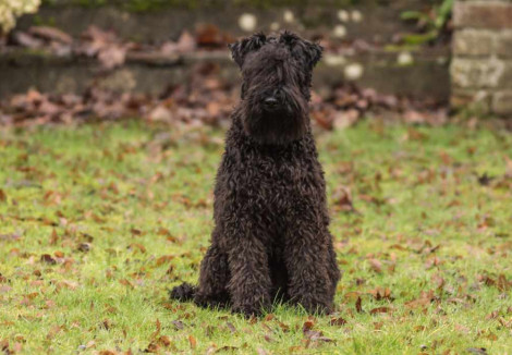 Adult Kerry Blue Terrier