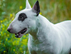 English Bull Terriers face