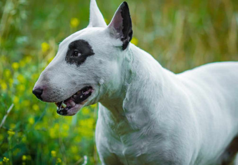 English Bull Terriers face