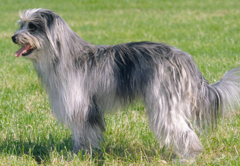 Pyrenean Sheepdog