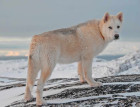 Senior Greenland Dog