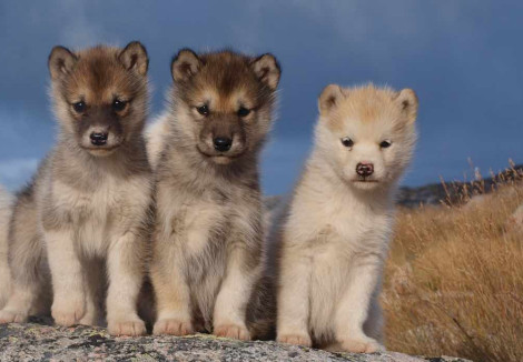 Greenland Dog Puppies