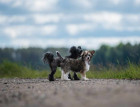 Two Chinese Crested Dogs
